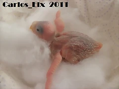 5 pollo 16-2-11