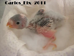 2 pollo 16-2-11
