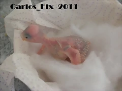 4 pollo 16-2-11