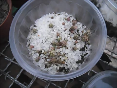 SAM_1381 SAM_1381