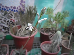 SAM_1383 SAM_1383