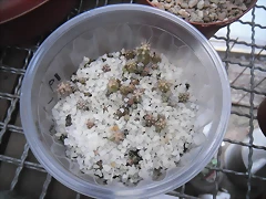 SAM_1382 SAM_1382