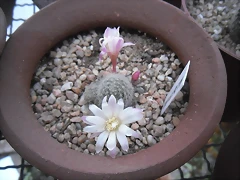 SAM_1369 SAM_1369