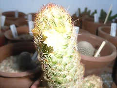 SAM_1376 SAM_1376