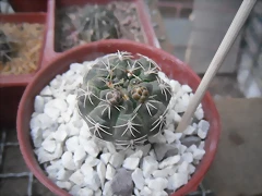 SAM_1368 SAM_1368