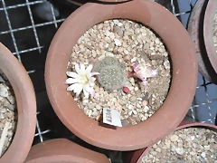 SAM_1375 SAM_1375