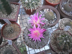SAM_1377 SAM_1377