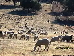 27, rebao 1, marca