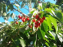 cerezas