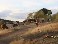 08, vacas en la fuente del rosal, marca