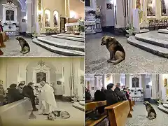 Perro en la Iglesia recordando a su duea ya fallecida