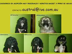 cachorros bassetxaguas