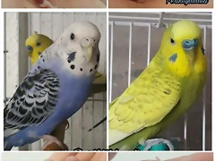 FB_IMG_1533291834803