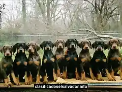 Doberman`s