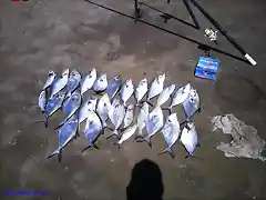 pesca fin de a?04