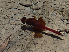 Erythrodiplax ines (6-10-23 Bioparque Amaru, det yo) Erythrodiplax ines (6-10-23 Bioparque Amaru, det yo)