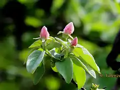 14, membrillo en flor, marca