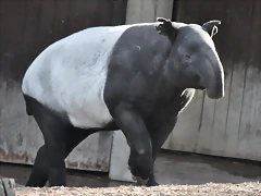 TAPIR MALAYO