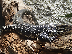 Tupinambis teguixin 2 (7-10-23 Bioparque Amaru) Tupinambis teguixin 2 (7-10-23 Bioparque Amaru)