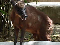 Mazama rufina (1-10-23 Zoo de Quito) Mazama rufina (1-10-23 Zoo de Quito)