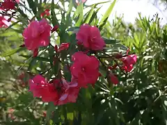 flor de la adelfa