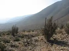 Echinopsis deserticola