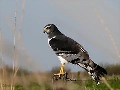 gavilan planeador