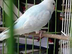 IMG-20190317-WA0011