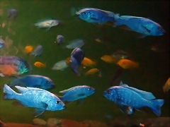 Sciaenochromis ahli (21-7-19 Franklin Park zoo) Sciaenochromis ahli (21-7-19 Franklin Park zoo)