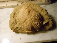 eupa