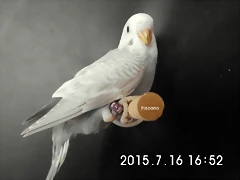 CIMG1339 CIMG1339