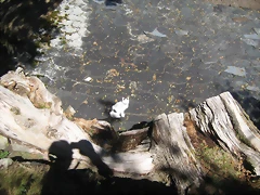 IMG_1133 IMG_1133
