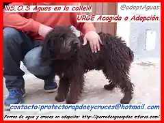 SOS aguas en la calle