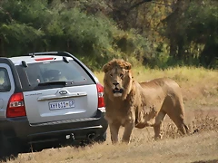 Krugersdorp Game Reserve + Johannesburg Zoo 27-05-09 034 Krugersdorp Game Reserve + Johannesburg Zoo 27-05-09 034