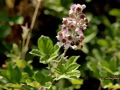 21, moras en flor, marca