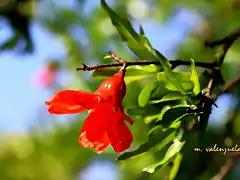 21, FLOR DEL GRANADO, MARCA