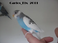 4 pollo  10-3-11