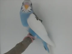 1 pollo 10-3-11