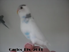 3 pollo 10-3-11