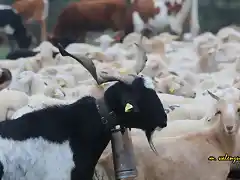 16, cabras y ovejas, marca