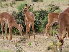 Sigean 02-08-11 1123
