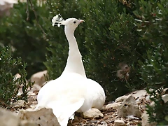 Sigean 02-08-11 939