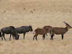 Sigean 02-08-11 035 Sigean 02-08-11 035