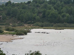 Sigean 02-08-11 1016