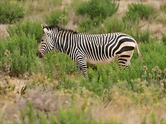 Sigean 02-08-11 250 Sigean 02-08-11 250