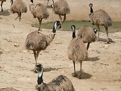 Sigean 02-08-11 666 Sigean 02-08-11 666