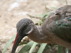 Sigean 02-08-11 807 Sigean 02-08-11 807