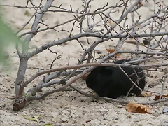 Sigean 02-08-11 1043