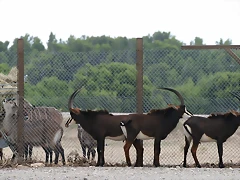Sigean 02-08-11 1143