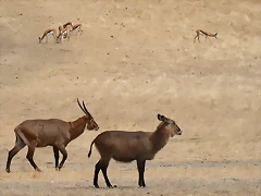 Sigean 02-08-11 020 Sigean 02-08-11 020
